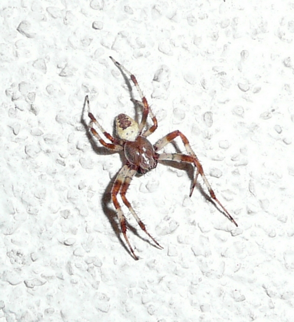 Araneus marmoreus var. pyramidatus